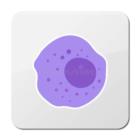 The Structure Of The Monocyte Monocytes Blood Cell Macrophage White