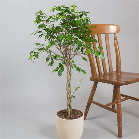 Ficus Benjamina 90cm 3 Cane Braided 5l Pot Opperman Plants Ltd