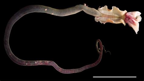 New deep-sea worm named after Trinidad & Tobago scientist - WeirdNews ...