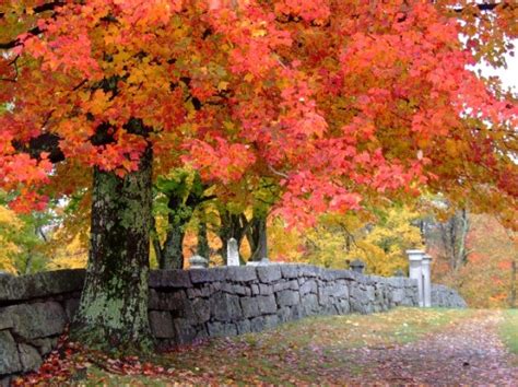 New England Stone Walls Photos Yankee Magazine