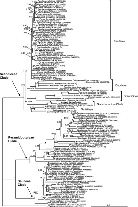 The Bayesian Tree Obtained From Analysis Of Nrits Sequences