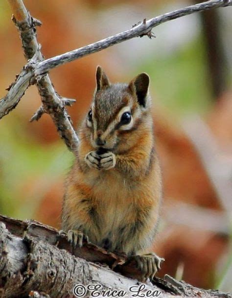 Wild animals in the Ardennes - Belgium