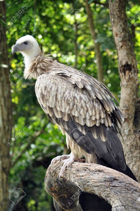 Himalayan Vulture | Animal Database | Fandom