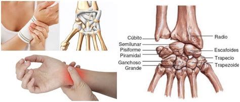 Articulación De La Muñeca Estructura Movimientos Suministro