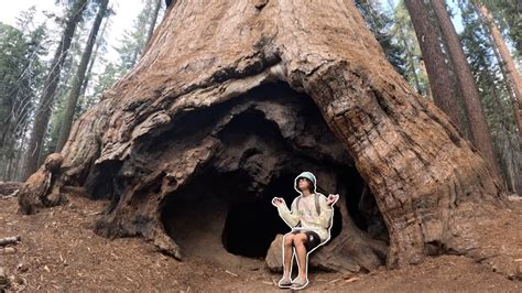 Vanlife In California I Went To The Biggest Tree On Earth Youtube