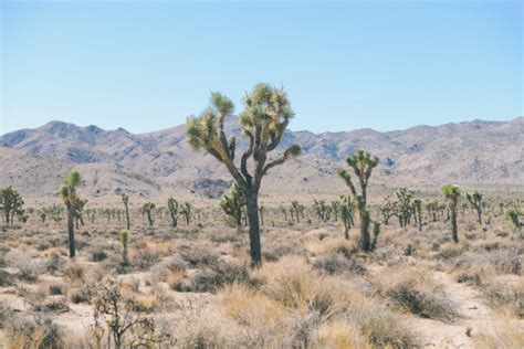 Free Images Landscape Tree Sand Wilderness Desert Dry Bush