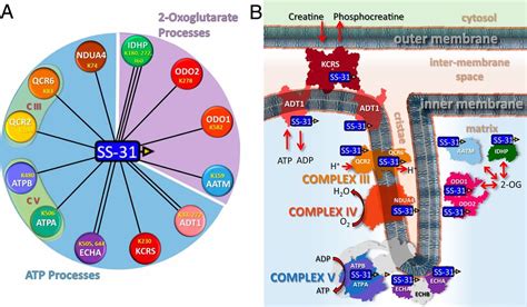 Mitochondrial Protein Interaction Landscape Of Ss 31 Pnas