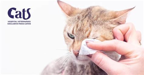 Tudo Que Voc Precisa Saber Sobre A Gripe Felina Sintomas Diagn Stico