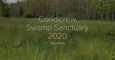 Corkscrew Swamp Sanctuary 2020 Year in Review | Audubon Corkscrew Swamp ...