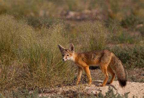 fox den photograph  kent keller pixels