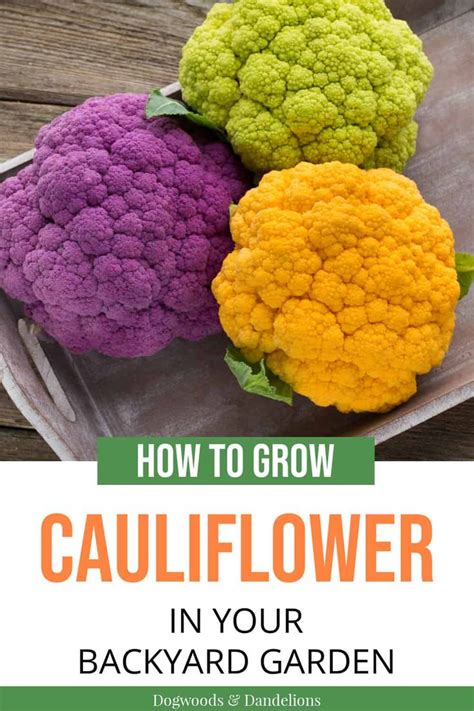 How To Grow Cauliflower In Your Backyard Garden