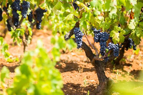 Puglia Uva Da Vino Mercato Sotto La Lente Economia E Politica