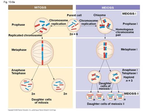 2n 6 Meiosis Diagram