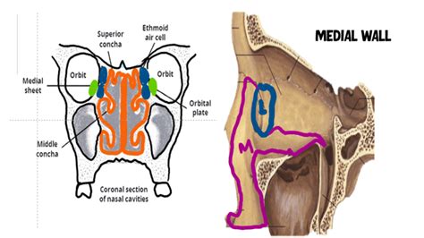 Anatomy of Lacrimal Apparatus Made Insanely Easy - INSIGHT OPHTHALMOLOGY