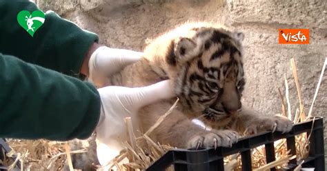 Fiocco rosa al Bioparco di Roma è nata una cucciola di tigre di