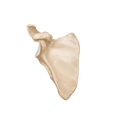 premium psd scapular