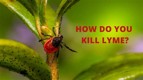 How Do You Kill Lyme Restorative Health Solutions