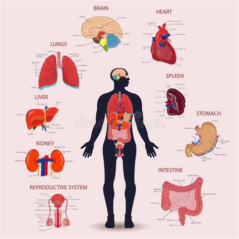 Conjunto De Cones Dos Rg Os Internos Humanos Conceito De Anatomia