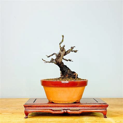 Japanese elm bonsai (Zelkova) - Height (Tree): 20 cm - Depth (Tree): 14 ...