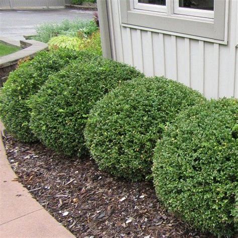 53 Best Low Maintenance Evergreen Shrubs Shrubs For Landscaping Landscaping Shrubs Shrubs