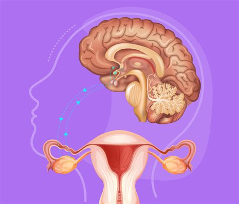 Qual A Importância Do Eixo Hipotálamo Hipófise No Controle Hormonal