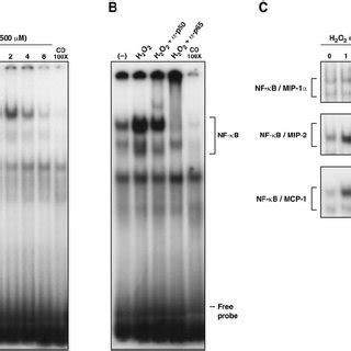 H O Induces Nf B Nuclear Translocation And Binding To Several