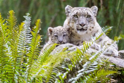 Conservation Breeding - Woodland Park Zoo Seattle WA