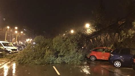 Un árbol de grandes dimensiones cae sobre varios vehículos en Alcoy