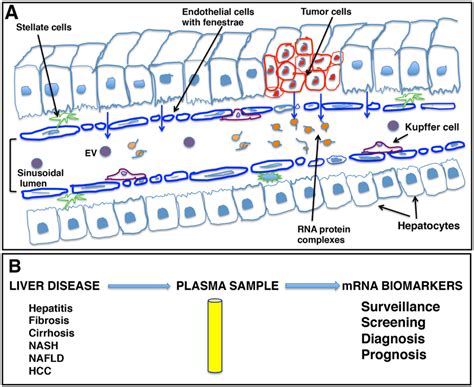 Schematic Representation Of Liver Sinusoids And Loose Architecture Of