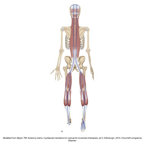 Myofascial Meridians Archives Learn Muscles