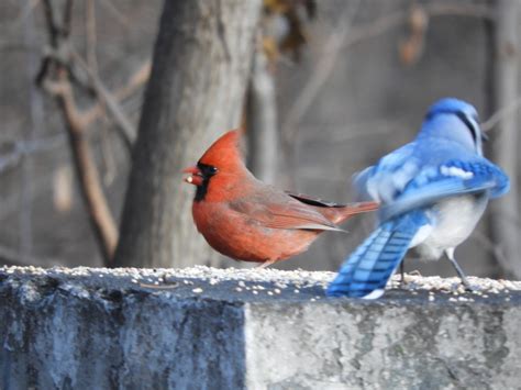 Park regulars protest the longview farm park development plans 3