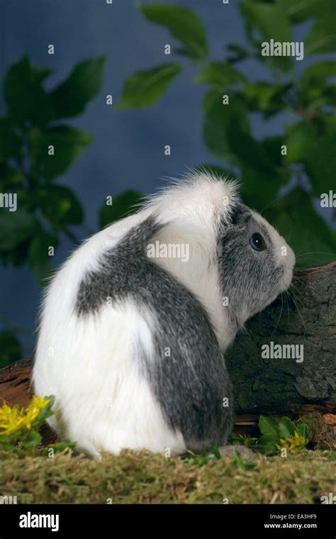 Ridgeback Guinea Pig Stock Photo Alamy