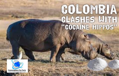 Colombia Clashes With Cocaine Hippos – Commonplace Fun Facts