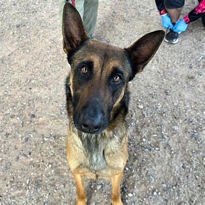 El Paso Tx Belgian Malinois Meet Brendan Frazier A Pet For Adoption