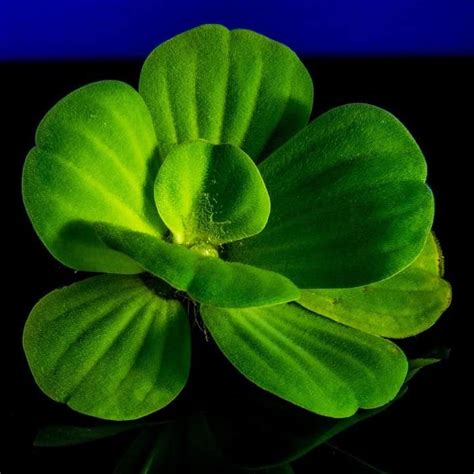 Water Lettuce Facts Care Planting Guide Pistia Stratiotes Pond