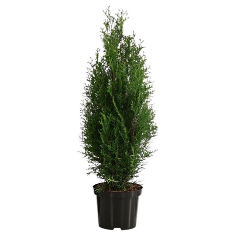 GARDENLINE Thuja Smaragd von ALDI SÜD ansehen