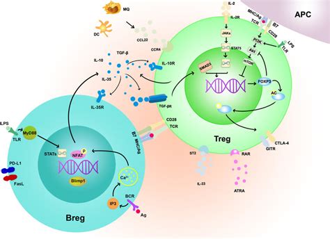 schematic illustration   therapeutic approaches  treg