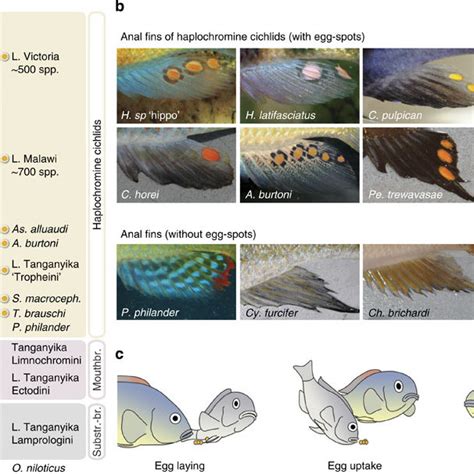 The Egg Spots Of Haplochromine Cichlids A Phylogeny Of The East