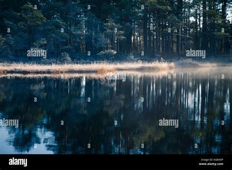 A Beautiful Swamp Pond With A Raising Mist During The Sunrise Quagmire