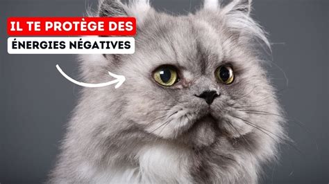 Comment les Chats Détectent et Éloignent les Énergies Négatives de