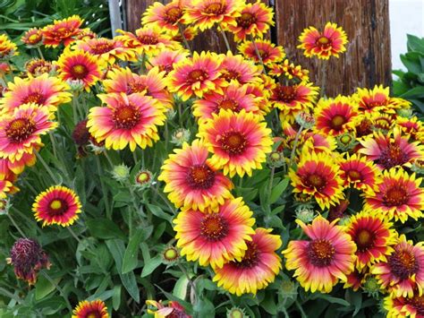 Easy Perennials A Guide To Low Maintenance Flowers