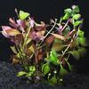 Aquarium Plant Pack Ultimate Aquatic Plants For Freshwater Aquariums