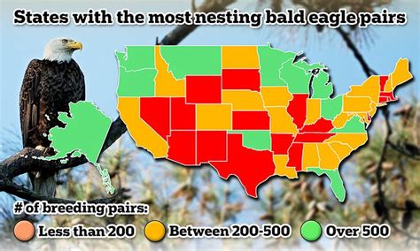 Bald Eagle Numbers Are Soaring Across America Heres Where Daily