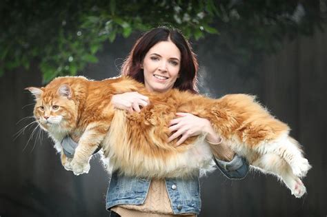 The Biggest And Longest Cat In The World Amazing Things