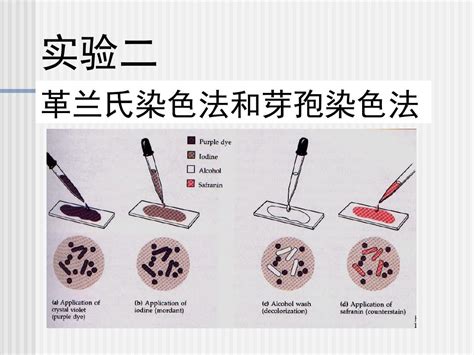 微生物革兰氏染色法和芽孢染色法word文档免费下载文档大全