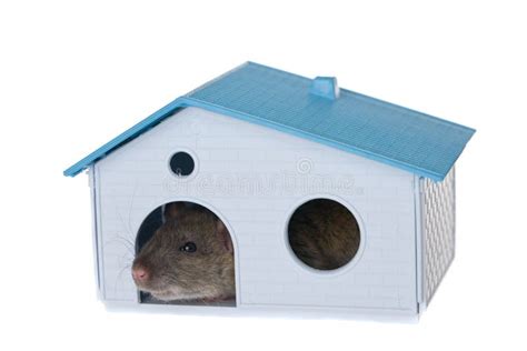 House for a rat stock photo. Image of white, domestic - 13181394