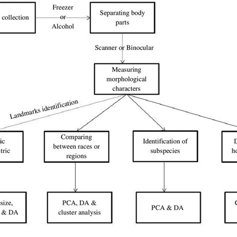 General steps for morphometric analysis and statistical methods ...