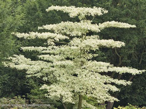 Cornus Controversa Variegata Cotswold Garden Flowers