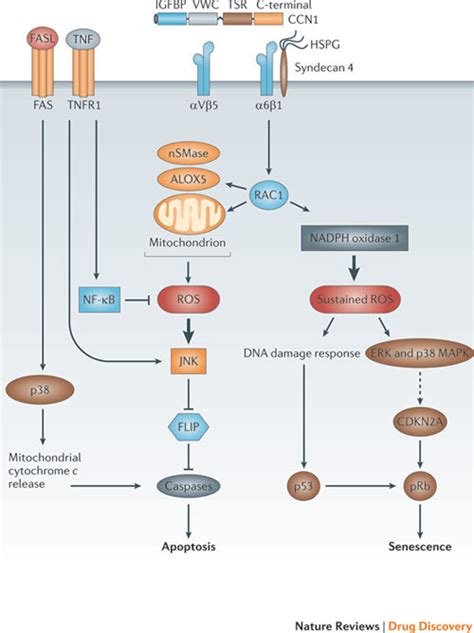 Signalling Mechanism Of CCN1 Induced Senescence And Crosstalk With TNF