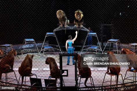 Lions Ringling Brothers Photos And Premium High Res Pictures Getty Images